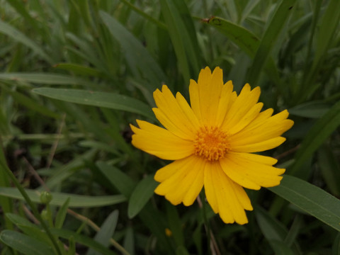 金鸡菊小波斯菊金钱菊