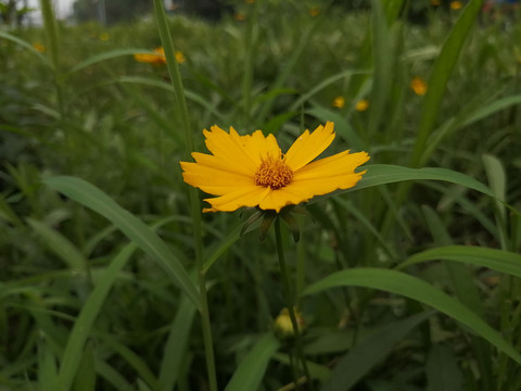 金鸡菊小波斯菊金钱菊