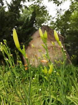 萱草黄花菜金针菜