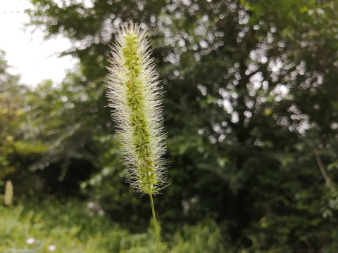 狗尾草狼尾草狗尾巴花