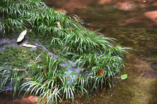 溪水中的菖蒲