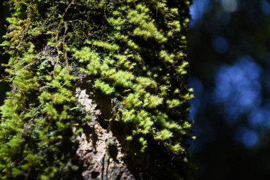 苔藓