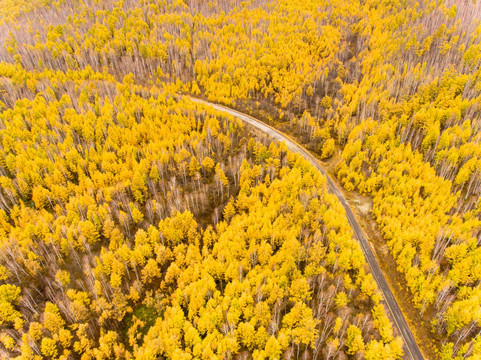 航拍秋季金色森林