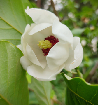 木兰花开