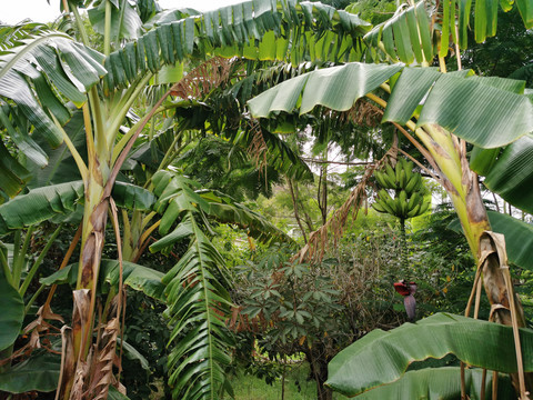 芭蕉树林