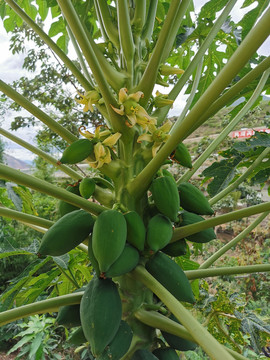 木瓜树开花结果