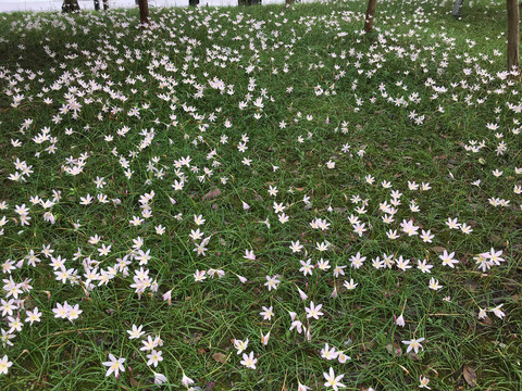 园林绿化水仙花