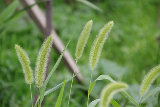 狗尾巴草