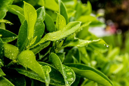 雨后沾满水滴的绿叶