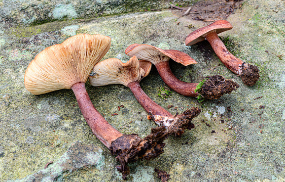 天然野生蘑菇