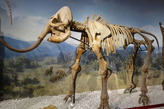 猛犸象骨骼化石