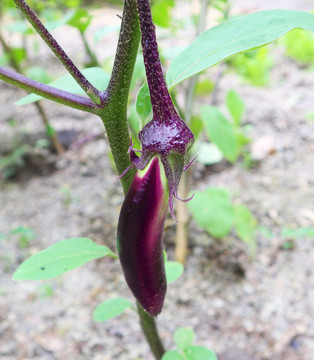 茄子树茄子