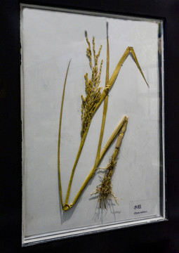 水稻植物标本