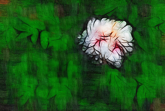 牡丹花油畫(huà)
