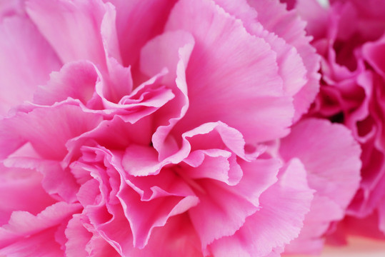 粉红色康乃馨摄影图