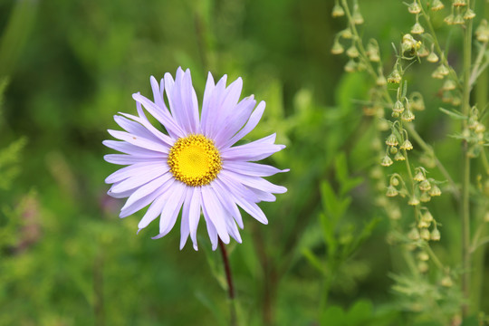 雏菊