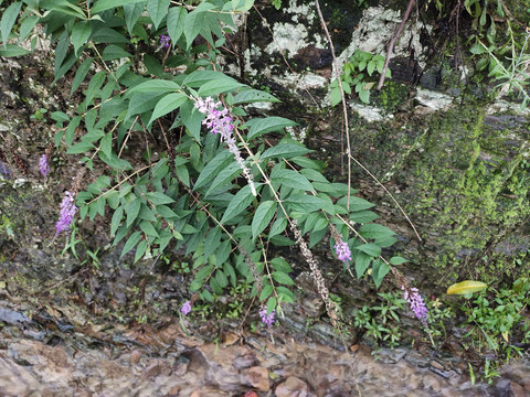 醉鱼草