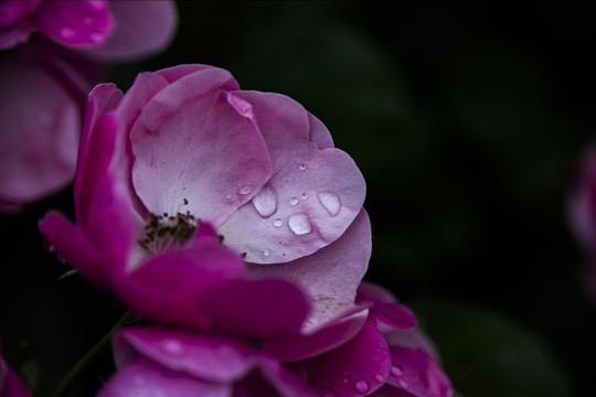 雨后蔷薇