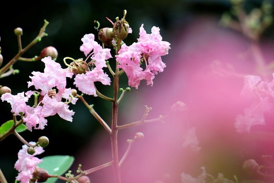 紫薇花