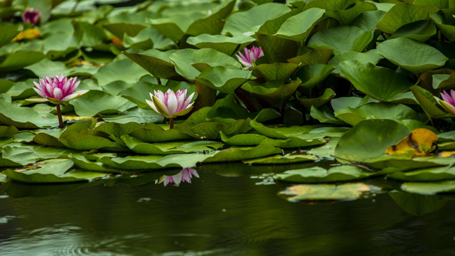 莲花