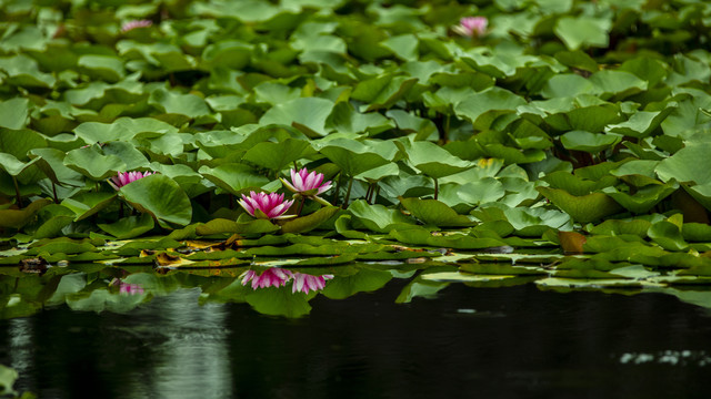 莲花