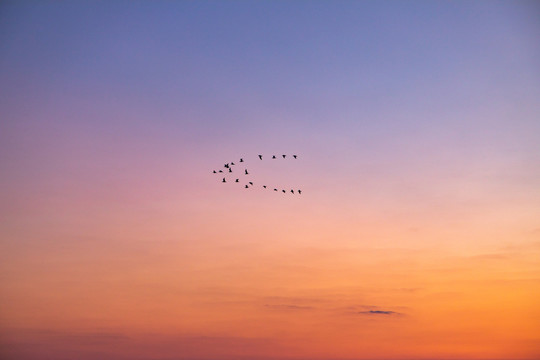 夕阳下大雁群