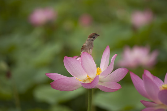 荷花池里的小麻雀