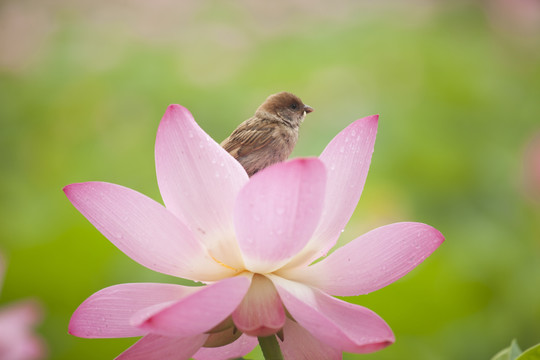 荷花池里的小麻雀