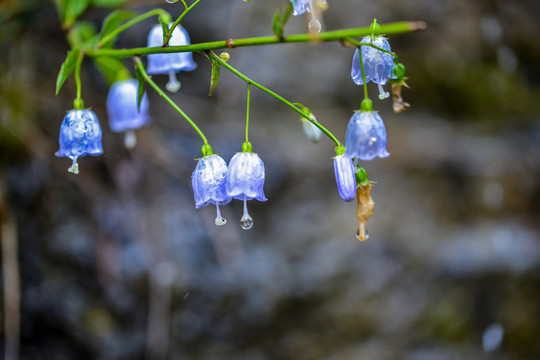 铃铛花