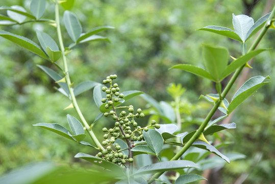 花椒藤椒