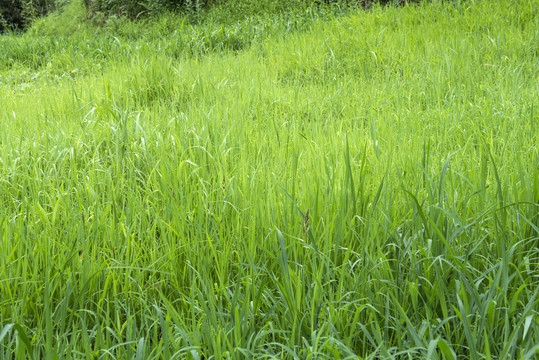 草地草坪绿草公园