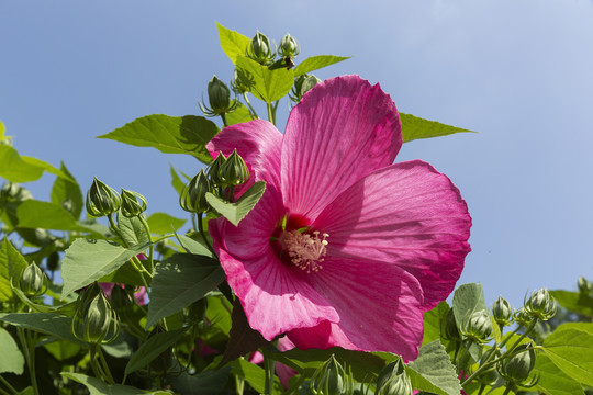 芙蓉葵