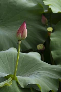 荷花花苞