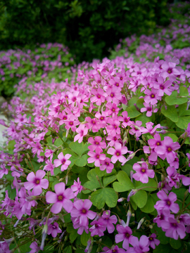 酢浆草花