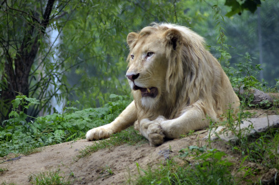 鄭州市動物園非洲雄獅