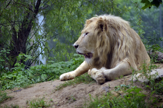 鄭州市動物園非洲雄獅
