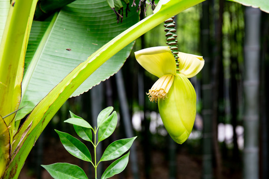 芭蕉