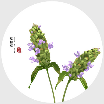 夏枯草