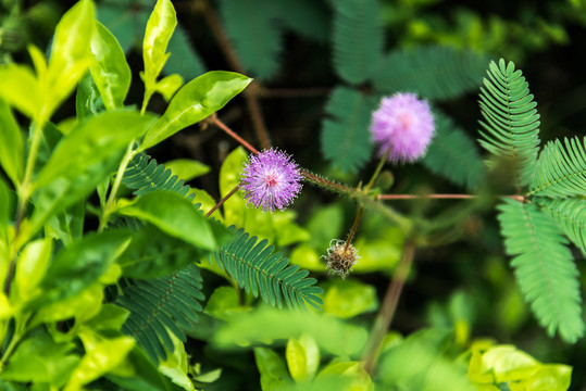 含羞草花