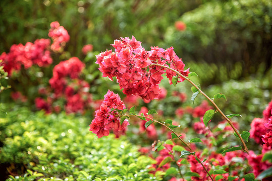 叶子花