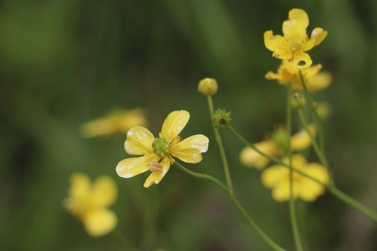 油菜花