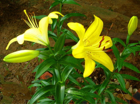 淡黄色百合花