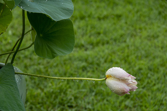 雨中荷花