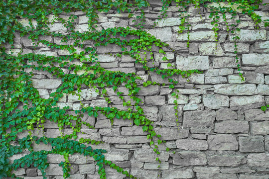 石头绿植墙