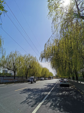 绿树成荫的道路