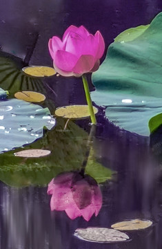 荷花