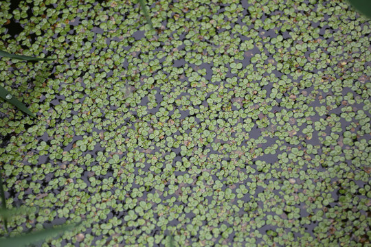 紫萍水草