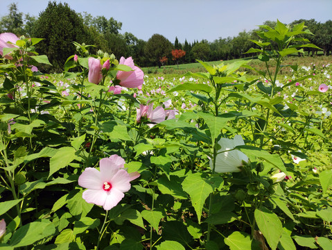 芙蓉葵