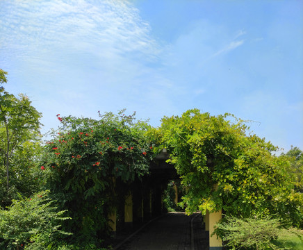 绿植长廊