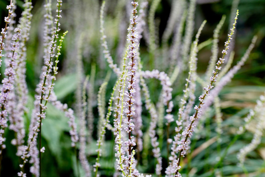 麦冬花